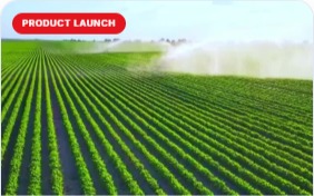Green agricultural field in straight crop rows